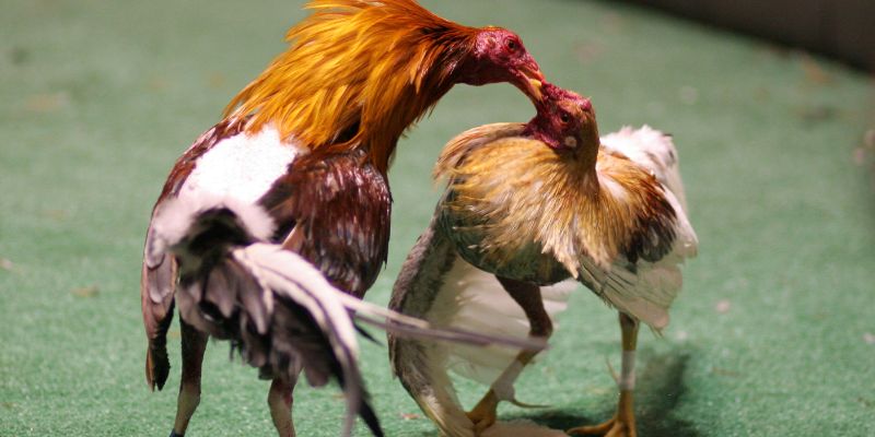Những ưu điểm và nhược điểm khi coi đá gà trực tiếp